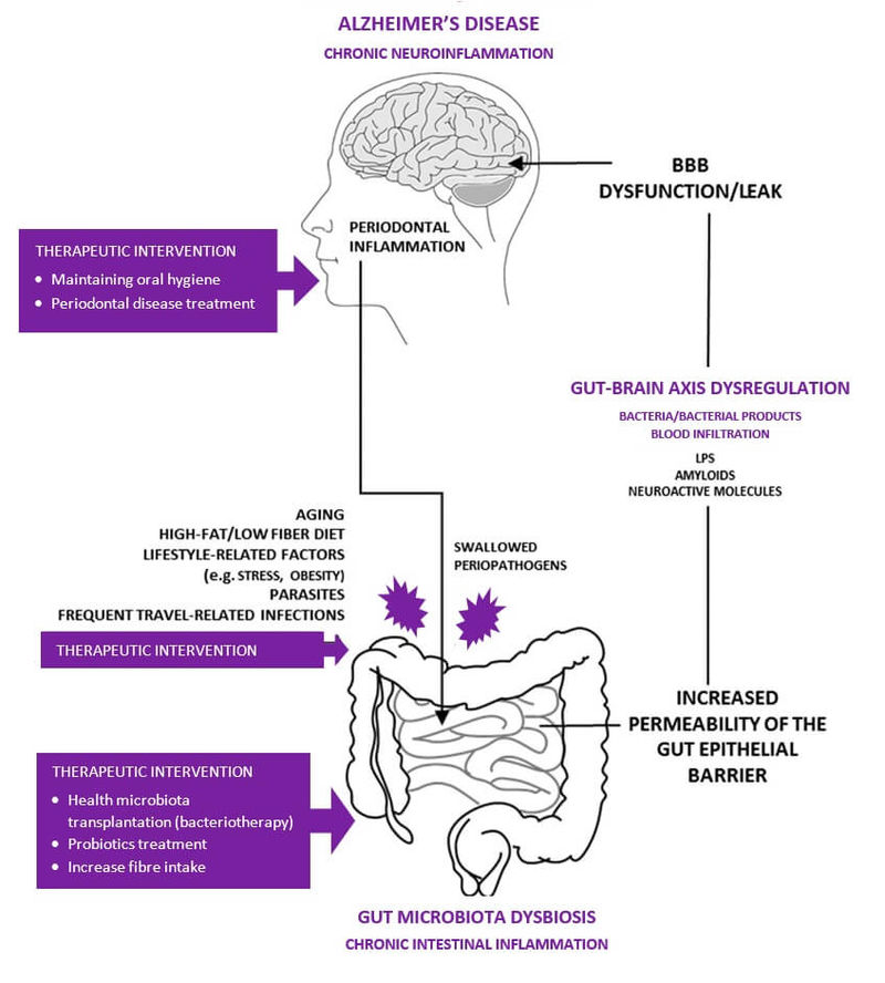 Gut-Brain Axis Essentials Fig 4